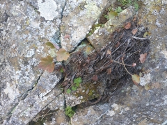 Gooseberryleaf alumroot (Heuchera grossulariifolia)