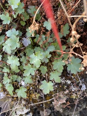 Gooseberryleaf alumroot (Heuchera grossulariifolia)