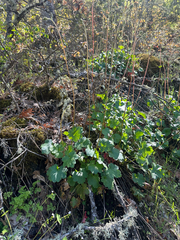 Gooseberryleaf alumroot (Heuchera grossulariifolia)