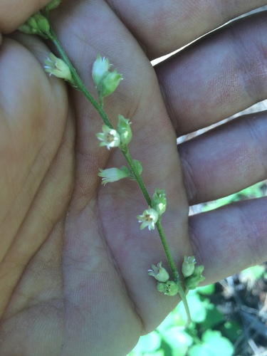 Gooseberryleaf alumroot (Heuchera grossulariifolia)