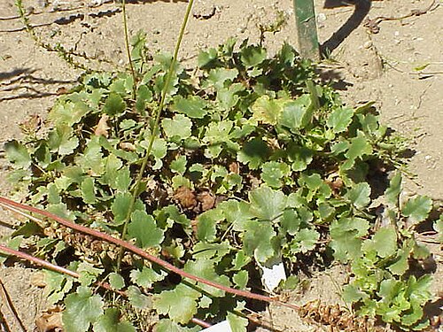 Gooseberryleaf alumroot: Species : Heuchera grossulariifolia Family : Saxifragaceae Image No. 2