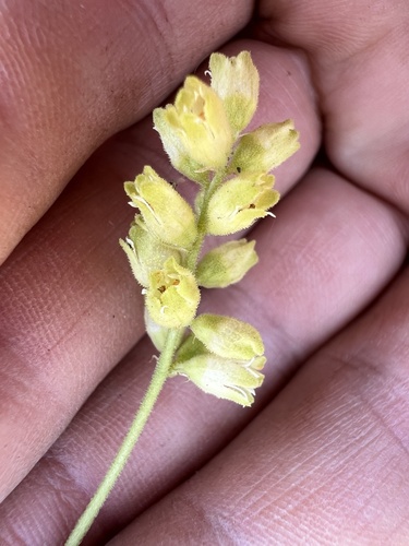 Gooseberryleaf alumroot (Heuchera grossulariifolia)