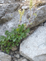 Gooseberryleaf alumroot (Heuchera grossulariifolia)