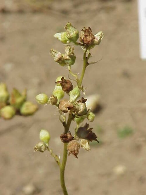 Gooseberryleaf alumroot: Name Heuchera grossulariifolia Family Saxifragaceae Image no. 1 Permission granted to use under GFDL by Kurt Stueber Heuchera grossulariifolia