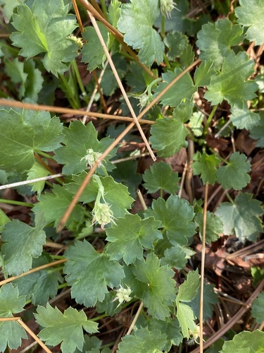 Front Range alumroot (Heuchera hallii)
