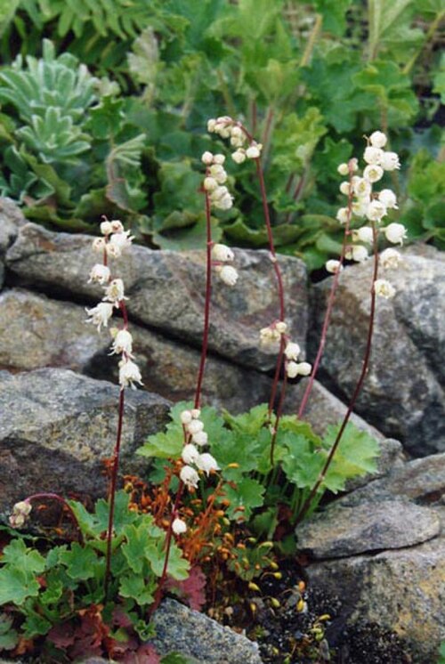 Front Range alumroot: Heuchera hallii