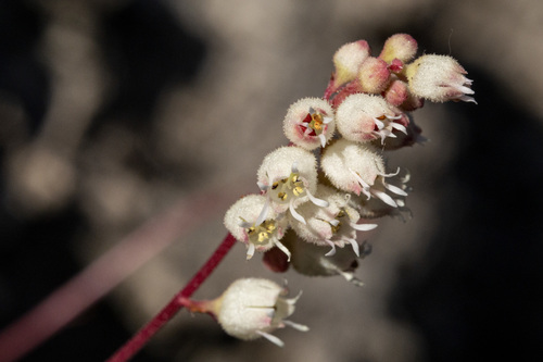 Front Range alumroot (Heuchera hallii)