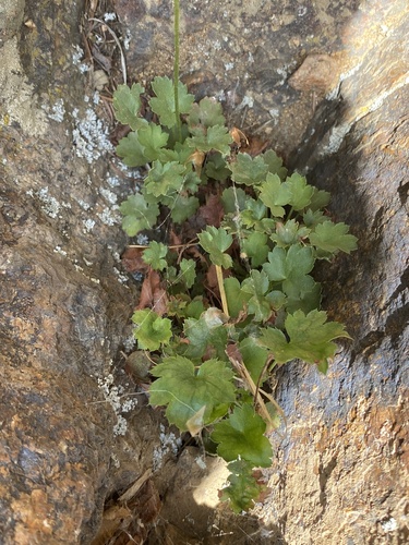 Front Range alumroot (Heuchera hallii)