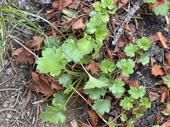 Front Range alumroot (Heuchera hallii)