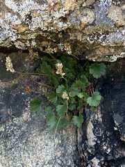 Front Range alumroot (Heuchera hallii)