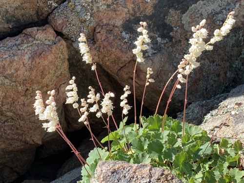 Front Range alumroot (Heuchera hallii)