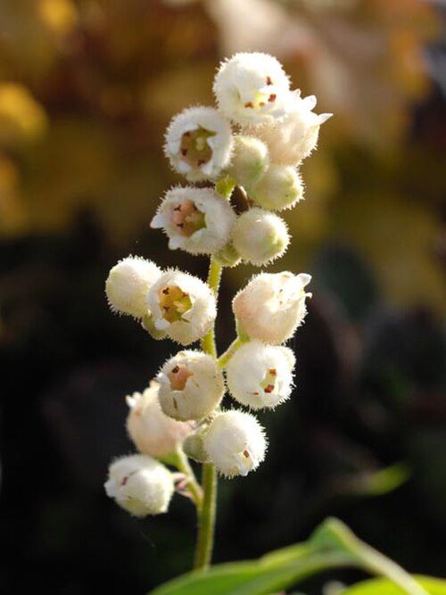 Front Range alumroot: Heuchera hallii
