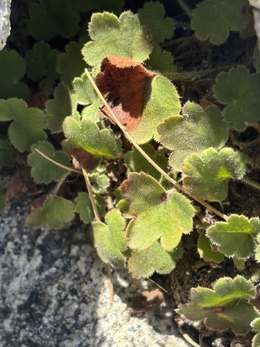 Shaggyhair alumroot (Heuchera hirsutissima)