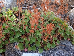 Shaggyhair alumroot (Heuchera hirsutissima)