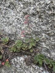 Shaggyhair alumroot (Heuchera hirsutissima)