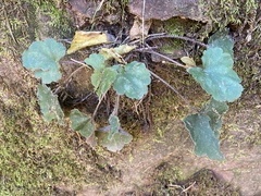 Heuchera inconstans (Heuchera inconstans)