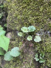 Heuchera inconstans (Heuchera inconstans)
