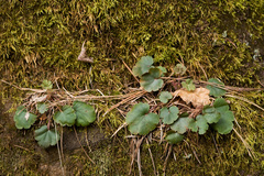 Heuchera inconstans (Heuchera inconstans)
