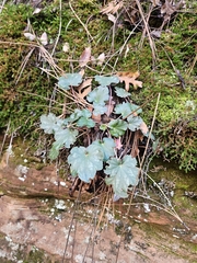 Heuchera inconstans (Heuchera inconstans)