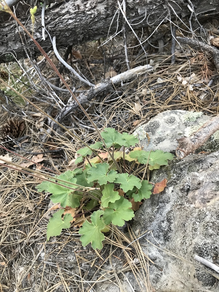 Heuchera inconstans (Heuchera inconstans)