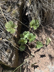 Heuchera inconstans (Heuchera inconstans)