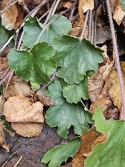 Heuchera inconstans (Heuchera inconstans)