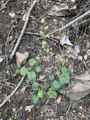 Heuchera inconstans (Heuchera inconstans)