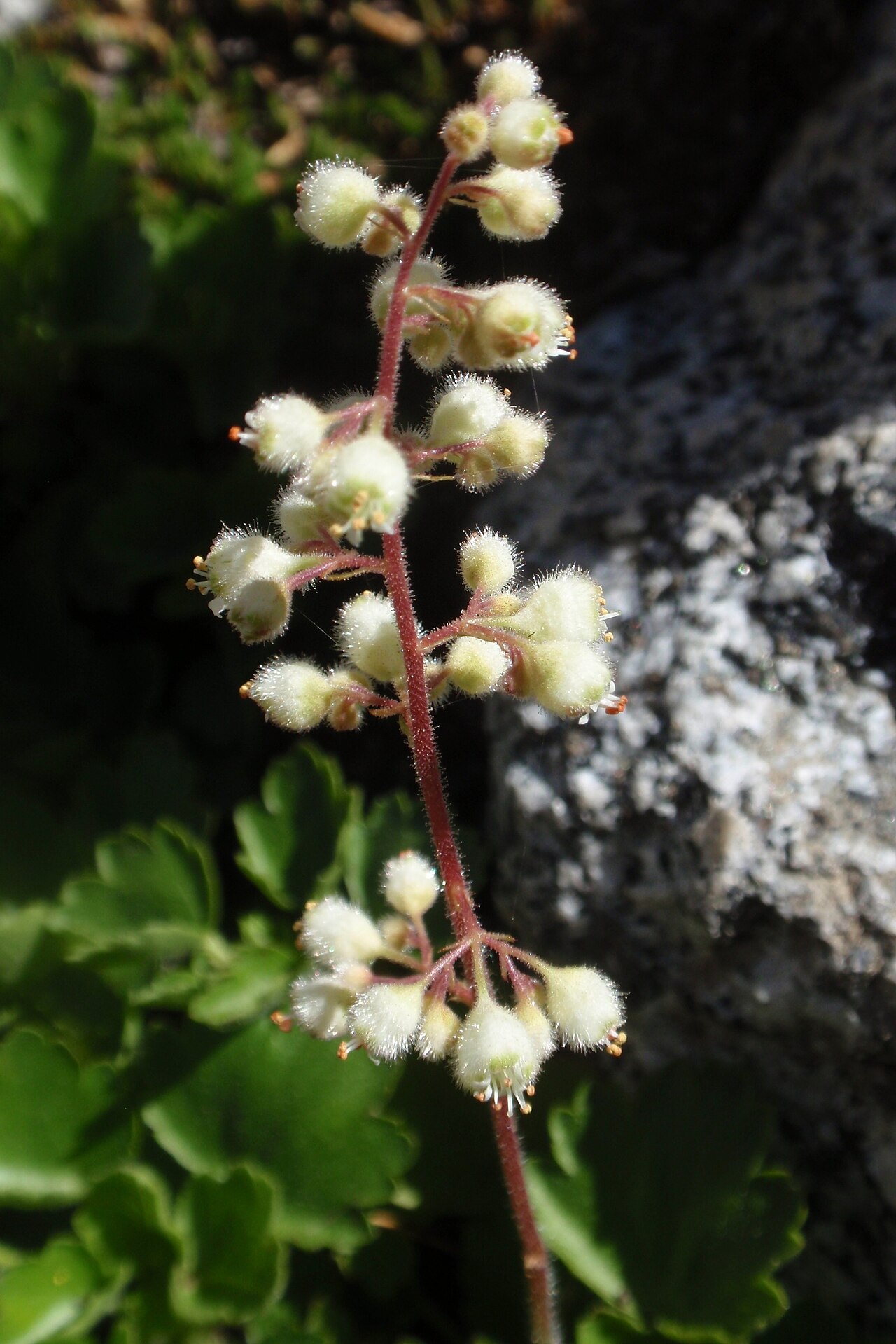 Merriam's alumroot: Heuchera merriamii