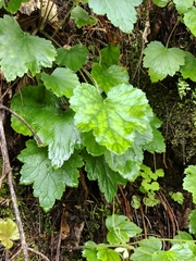 Heuchera mexicana (Heuchera mexicana)