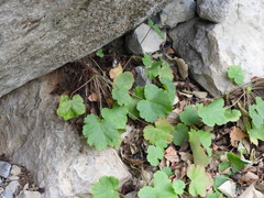 Heuchera mexicana (Heuchera mexicana)