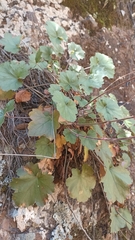 Heuchera mexicana (Heuchera mexicana)