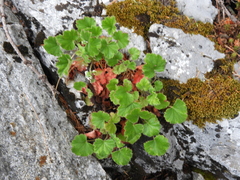 Heuchera mexicana (Heuchera mexicana)