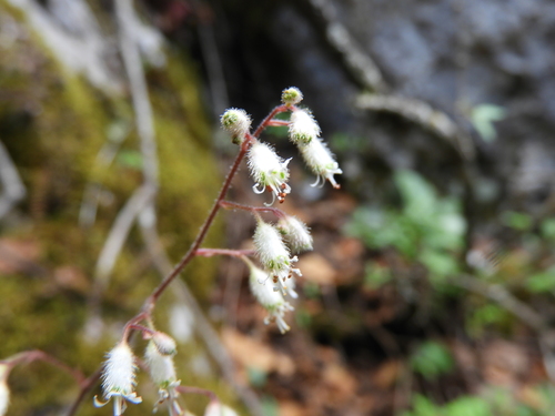 Heuchera mexicana (Heuchera mexicana)