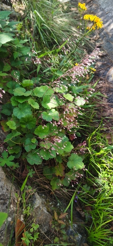 Heuchera mexicana (Heuchera mexicana)