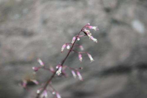 Heuchera mexicana (Heuchera mexicana)