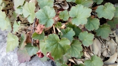 Heuchera mexicana (Heuchera mexicana)
