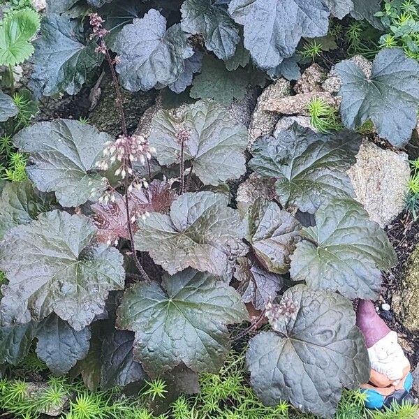 Crevice alumroot (Heuchera micrantha)