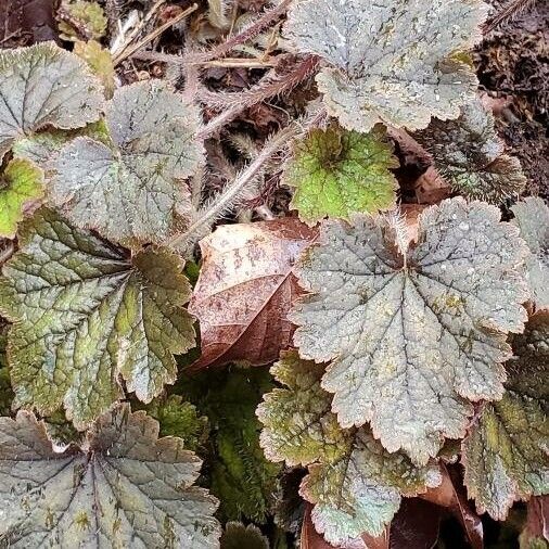 Crevice alumroot (Heuchera micrantha)