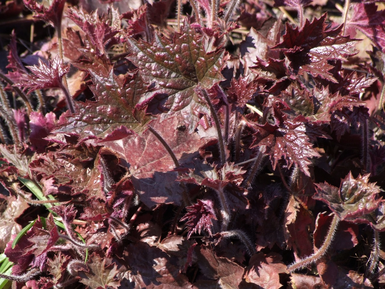 Crevice alumroot: Heuchera micrantha `Palace Purple`