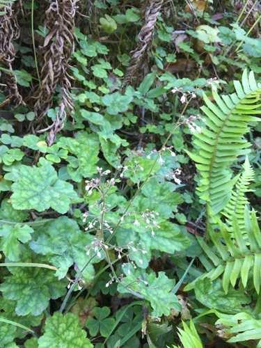 Crevice alumroot (Heuchera micrantha)