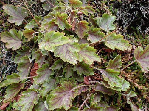 Crevice alumroot (Heuchera micrantha)