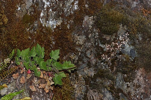Crevice alumroot: Crevice Alumroot, Small-flowered Alumroot Viewpoint location: Rainie Falls Trail Rogue Wild and Scenic River Viewpoint elevation: 211 meter (693 ft) Location so