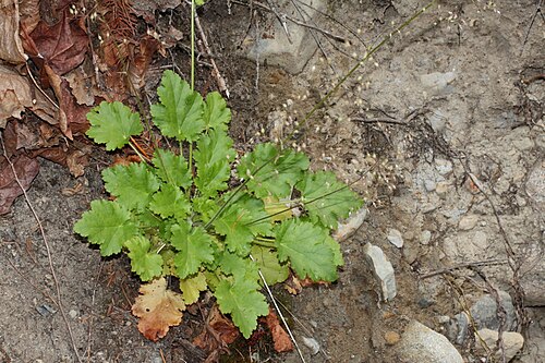 Crevice alumroot: Smallflower Alumroot