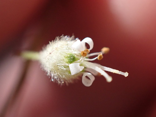 Crevice alumroot (Heuchera micrantha)