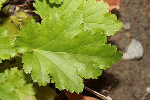 Crevice alumroot: Smallflower Alumroot