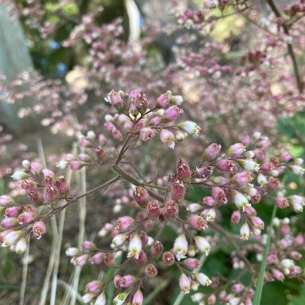Crevice alumroot (Heuchera micrantha)