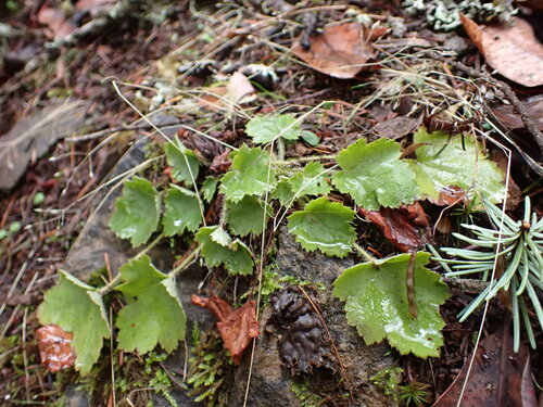 Crevice alumroot (Heuchera micrantha)