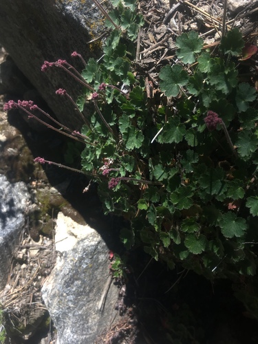Mill Creek alumroot (Heuchera parishii)