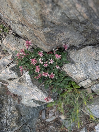 Mill Creek alumroot (Heuchera parishii)
