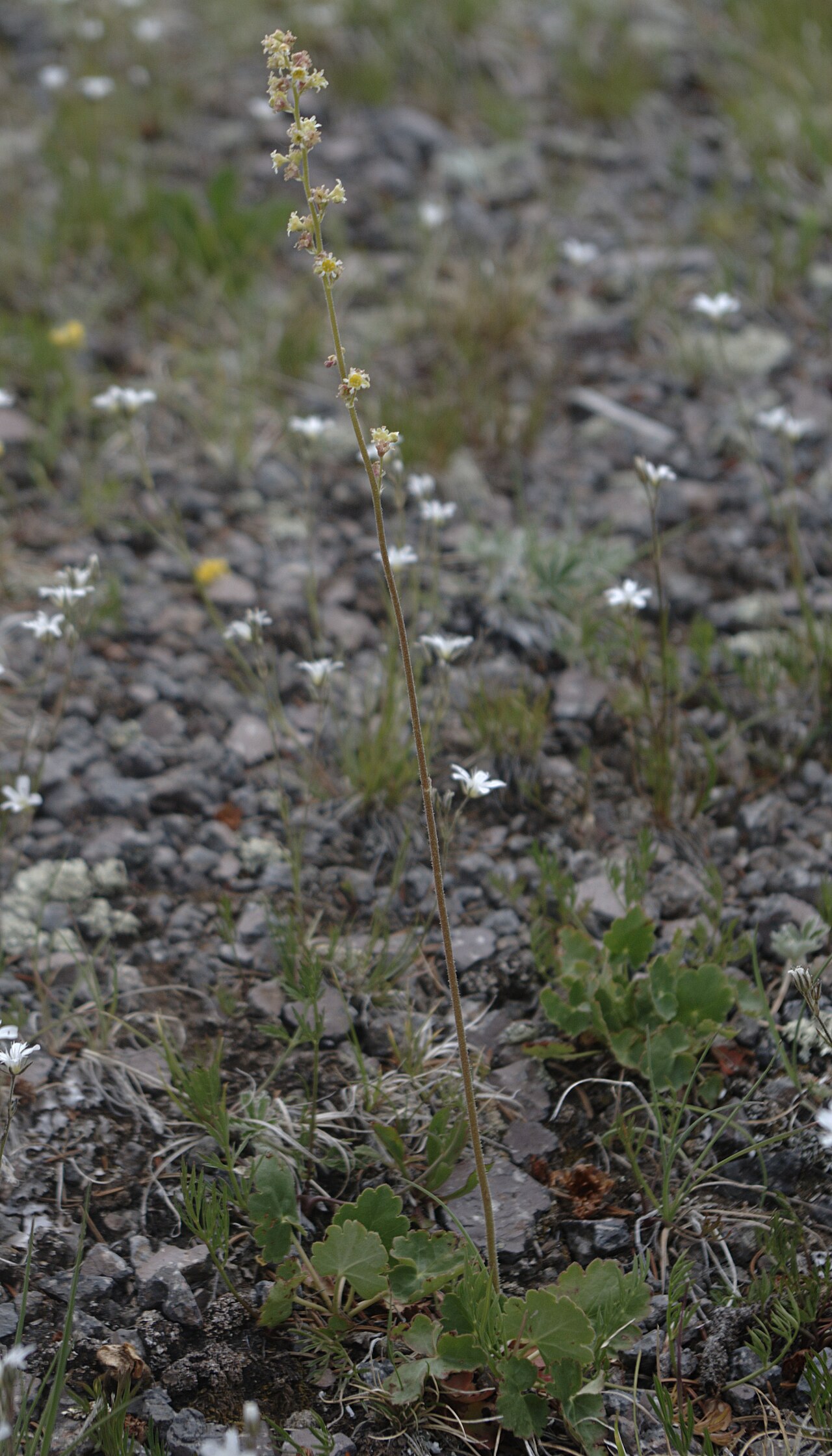 Littleleaf alumroot: Heuchera parvifolia — Little-leaf alumroot. White flowers in background are Arenaria fendleri . Near summit of Chicoma, Santa Fe National Forest, Rio Arriba Cou